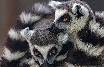 多剧本调查冒险 《志怪者》首发特惠32元