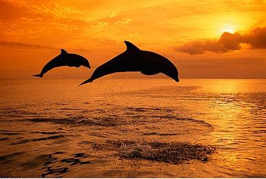 《足球经理26》将于11月5日发售！预购享抢先体验